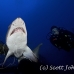 shark_tiger_sand_atlas_h_0248_nca0706.jpg